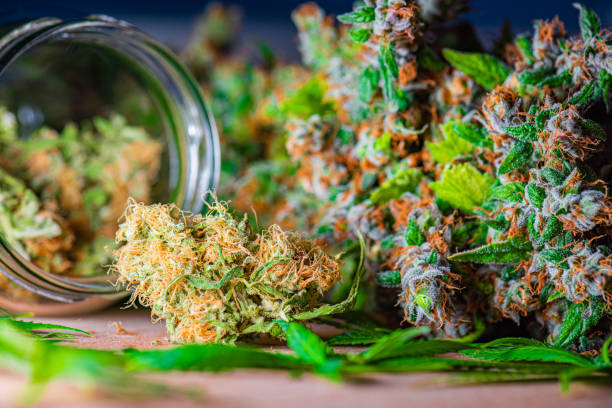 Medical Marijuana – Marihuana Flower, Herbal Cannabis stock photo