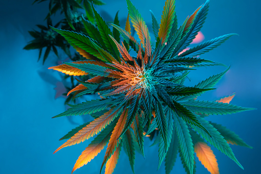 27+ Cannabis Pictures | Download Free Images on Unsplash