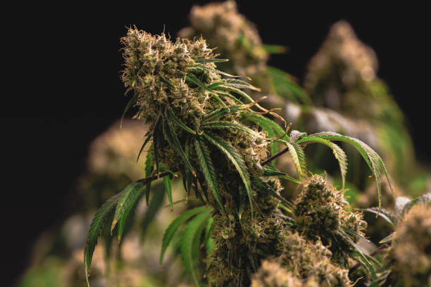 Medical recreational indoor grown marijuana cannabis plant stock photo