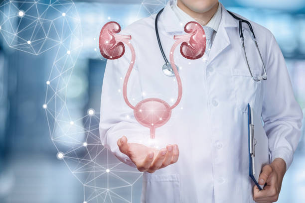 A medical worker shows the urinary system . stock photo