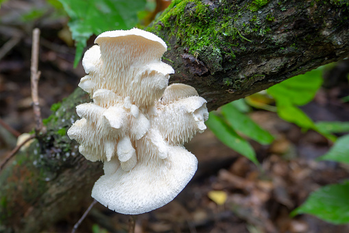 Medicinal, edible mushroom Hericium erinaceus, close up. Mushroom growing on a tree.