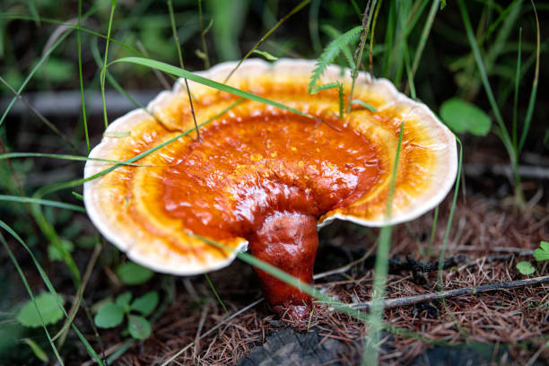 A medicinal Ganoderma fungus growing in rainforest stock photo