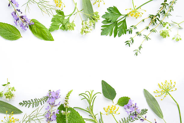 medicinal herbs on white background stock photo