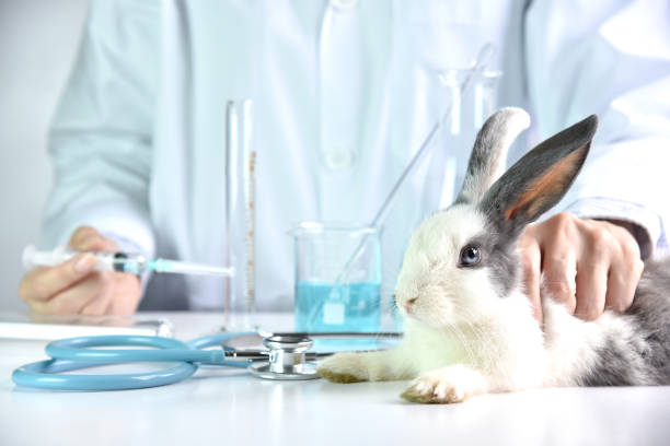 Medicine and vaccine research, Scientist testing drug in rabbit animal, Drug research and development concept. stock photo
