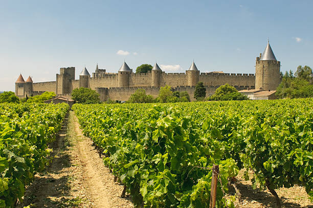 Medieval town of Carcassonne surrounded by vineyards stock photo
