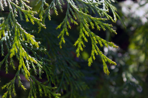 Mediterranean cypress, Cupressus sempervirens, Pontypool, Wales, UK stock photo