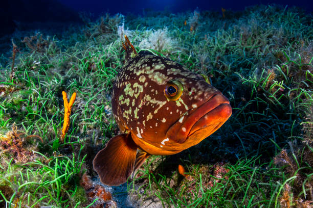 Mediterranean Grouper stock photo