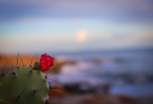 red cactus blossom in front of coastal landscape at sunset