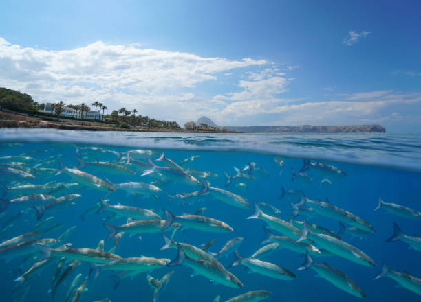 Mediterranean sea fish underwater with coastline stock photo