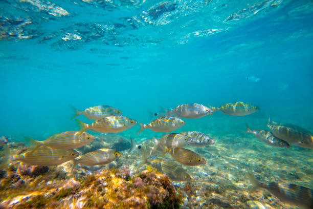 Mediterranean underwater landscape reef with fishes Mediterranean underwater landscape reef with Salpa Sarpa fishes in Spain, Salema Porgy fish calpe stock pictures, royalty-free photos & images
