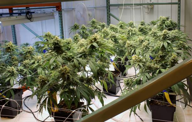 Medium height cannabis plants in full flower stock photo