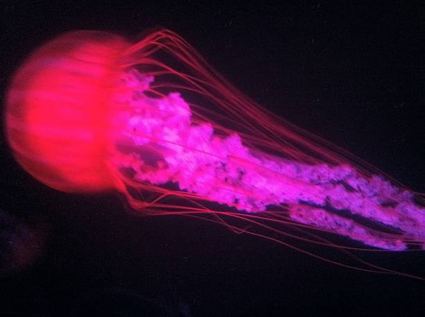 головой медузы - medusa стоковые фото и изображения
