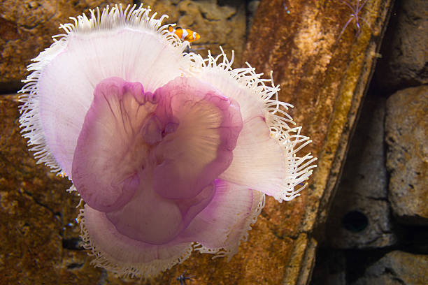 головой медузы  - medusa стоковые фото и изображения
