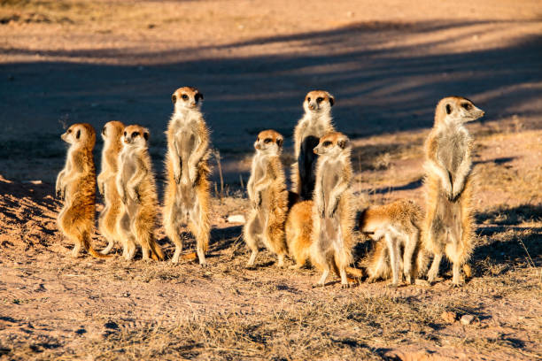 A meerkat family in Kgalagadi National Park, South Africa stock photo