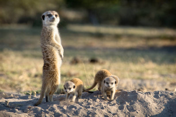 Meerkat family on the edge of Ntwetwe Pan, Botswana. stock photo
