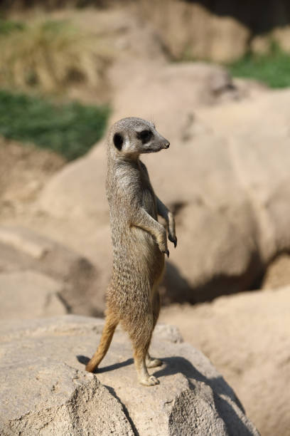 meerkat - gigifoto foto e immagini stock
