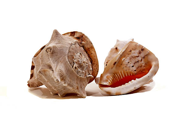 Meeting of two different colored sea shells stock photo