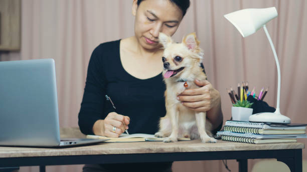 Meeting online at home. Hand of Planner write meeting agenda at Calendar. Business Woman playing with dog and plan daily appointment in diary at home office desk. Reminder event concept. stock photo