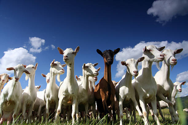 meh!  goat stock pictures, royalty-free photos & images