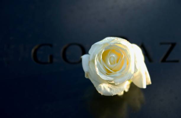 9/11 memorial and birthdate rose At the 911 Memorial in Manhattan, a white rose is placed next to the name of each victim on their birthdate. september 11 2001 attacks stock pictures, royalty-free photos & images