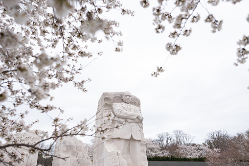 The MLK(Martin Luther King Jr) memorial in Washington DC during Cherry Blossom Peak Bloom.