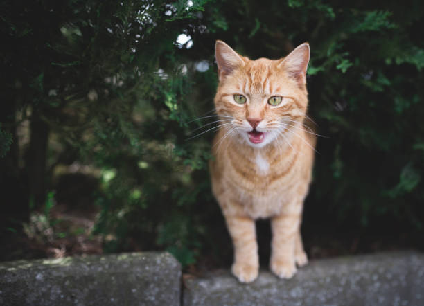meowing cat on a curb tabby red ginger cat standing under a conifer tree meowing meowing stock pictures, royalty-free photos & images