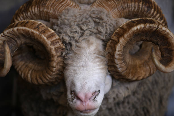 Merino ram’s horns, New Zealand stock photo