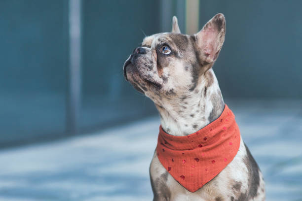 Merle colored French Bulldog dog wearing red neckerchief stock photo