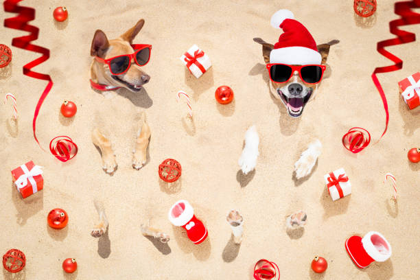 merry chtristmas  dogs at the beach couple of two  dogs buried in the sand at the beach on merry christmas holiday ,gifts , boots and serpentine streamers all over the place happy new year dog stock pictures, royalty-free photos & images