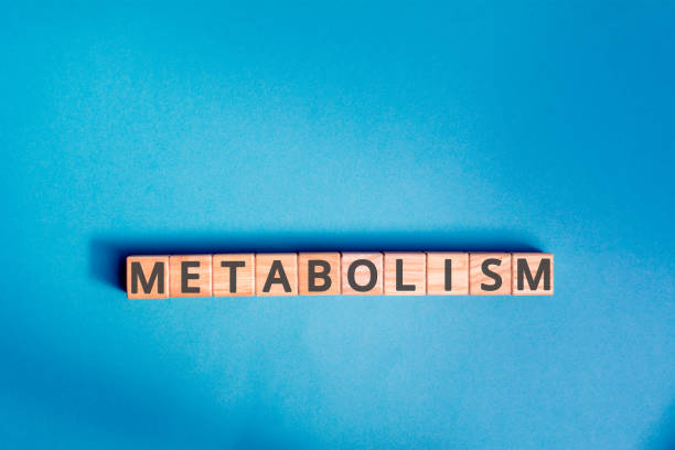 metabolismo iscrizione cubi di legno - metabolismo foto e immagini stock
