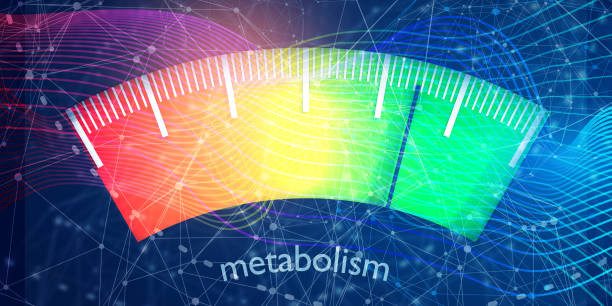 concetto di livello del metabolismo - metabolismo foto e immagini stock