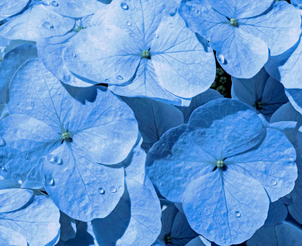 Metallic Blue Hydrangea stock photo