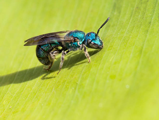 Metallic Sweat Bee on a Green Leaf stock photo