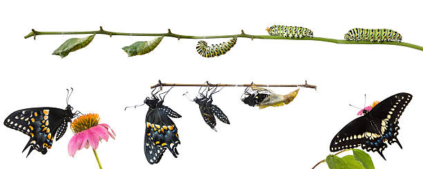 Metamorphosis of Butterflies   Eastern Black Swallowtail (Papili stock photo