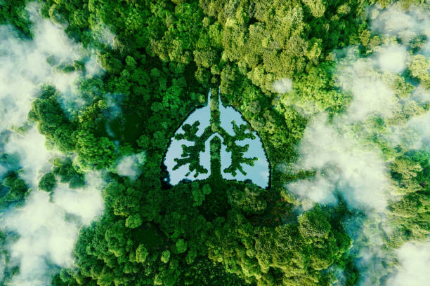 A metaphorical picture of the lungs of planet earth. An icon in the form of a lung-shaped pond in the middle of a wild, pristine and untouched forest. 3d rendering. stock photo