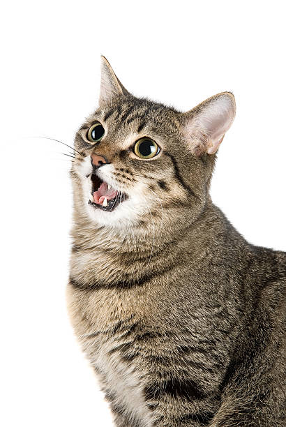 Mewing cat  meowing stock pictures, royalty-free photos & images