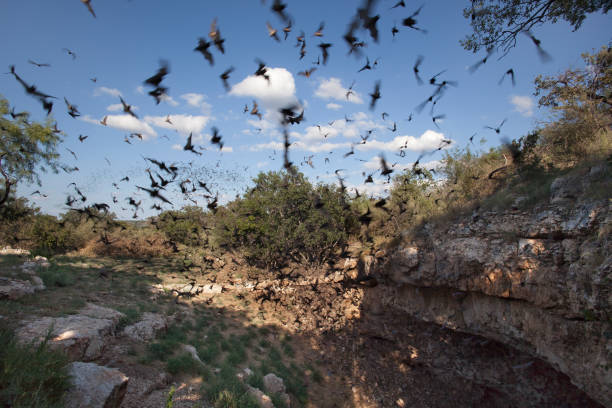 Mexican free-tailed bats flying outside cave preserve Texas Mexican free-tailed bats fly outside the Eckert James River Bat Cave Preserve for a night of consuming insects in the Texas Hill Country west of Austin where more than one million bats emerge during summer evenings. bat animal stock pictures, royalty-free photos & images