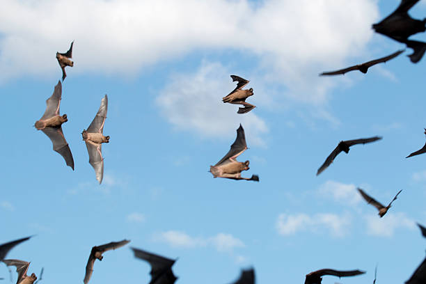 Mexican free-tailed bats take flight stock photo