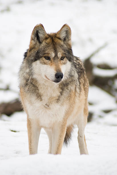 Mexican Gray Wolf (Canis lupus) stock photo