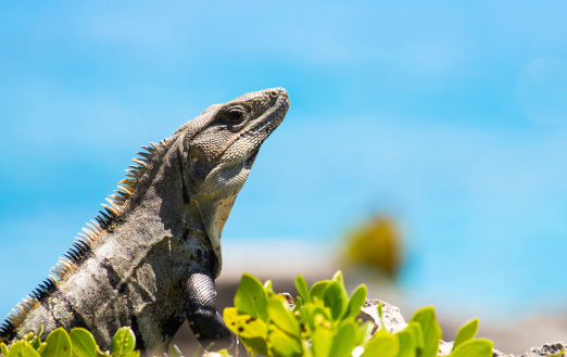 Closeup of Iguana resting on a rock on Mexican coastline
