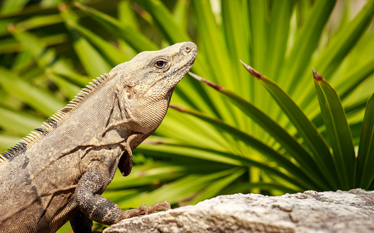 Mexican Iguana resting on a rock in Playacar, Mexico