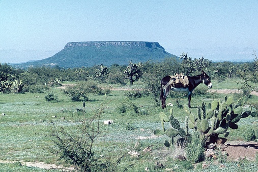 Zacatecas, Mexico, 1960. Landscape with donkey in the state of Zacatecas.