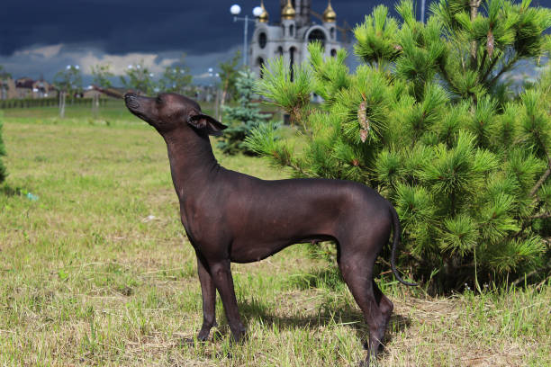Mexican Naked Dog up close. Xoloitzcuintli against a background of green spruce stock photo