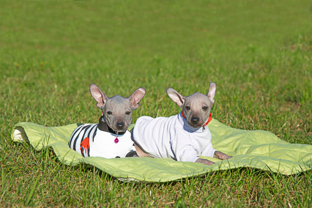 Mexican naked puppies. Xoloitzcuintli . Two puppies are lying on the lawn. stock photo
