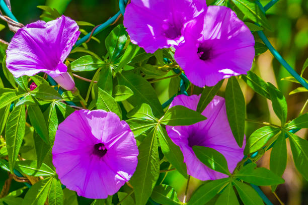 Mexican violet Morning Glory flower on fence with green leaves in Playa del Carmen Mexico. stock photo