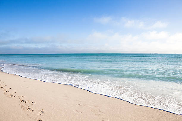 Miami Beach, Florida Seagulls in Miami Beach, Florida florida beaches stock pictures, royalty-free photos & images
