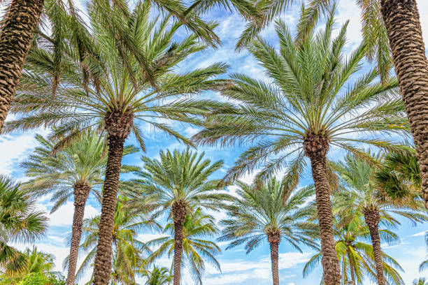 Miami, Florida South Beach entrance to beach beautiful palm trees symmetry against sky looking up on entrance by Lincoln Road stock photo