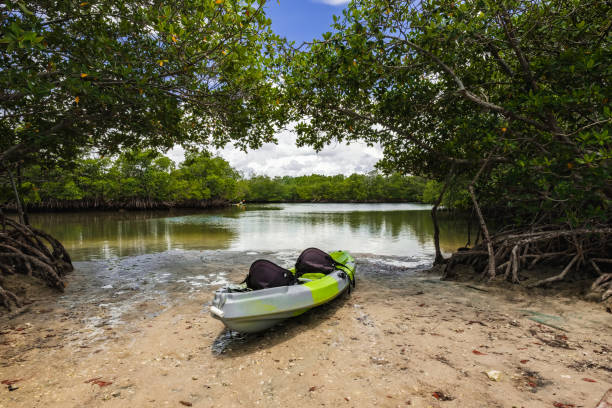 marais de mangrove de miami - kayak mangrove photos et images de collection