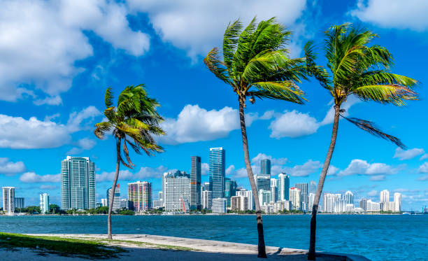 Miami Miami skyline with palm trees bay of water photos stock pictures, royalty-free photos & images
