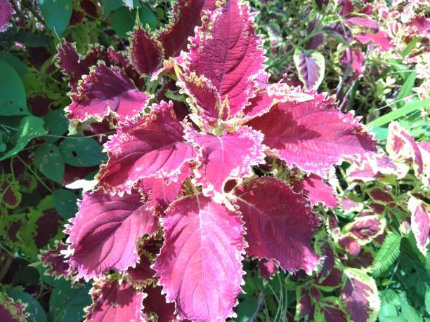 Miana, iler or Coleus atropurpureus is a shrub plant with a height of up to 1.5 m. The leaves are efficacious as a cure for hemorrhoids, ulcer medicine, puerperal fever medicine, ear inflammation medicine and irregular menstruation medicine. stock photo